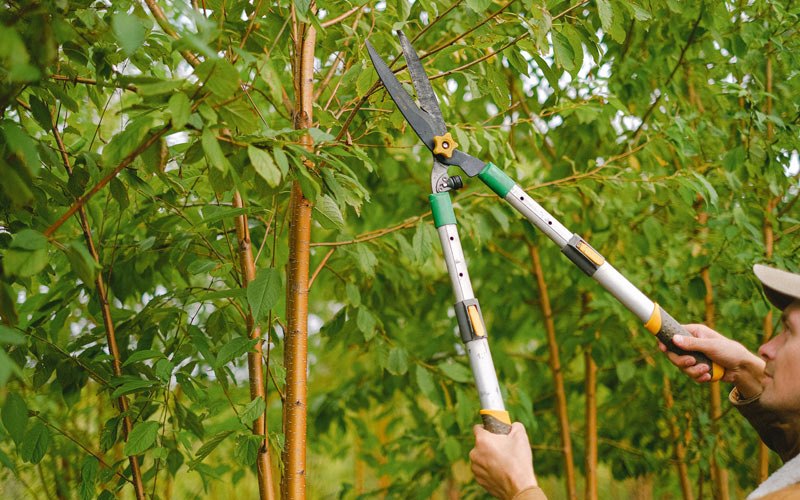 Tree trimming in Evans, WA